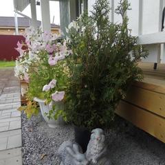 Гостевой дом Family Kodikas, Сортавала, Республика Карелия