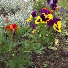 Гостевой дом UimalaRanta, Сортавала, Республика Карелия