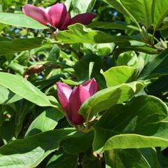 Отель Сочи-Магнолия, Сочи, Краснодарский край