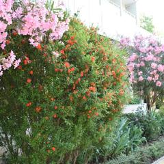 Отель Сочи-Магнолия, Сочи, Краснодарский край