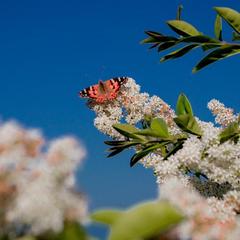 Отель Сон у моря, Сочи, Краснодарский край