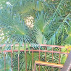 Гостевой дом Верещагинский, Сочи, Краснодарский край