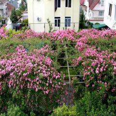 Отель У Яши, Сочи, Краснодарский край