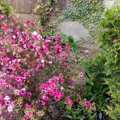 Гостевой дом Маргарита, Сочи, Краснодарский край