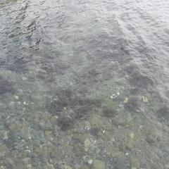 Гостевой дом Золотая миля, Сочи, Краснодарский край