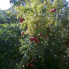 Гостевой дом Маргарита, Сочи, Краснодарский край