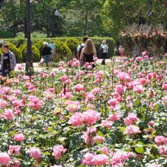 Хостел Новый Сочи, Сочи, Краснодарский край