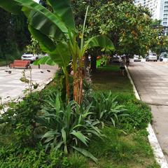 Отель Светлана, Сочи, Краснодарский край