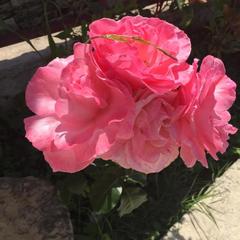 Гостевой дом Черное шале, Лоо, Краснодарский край