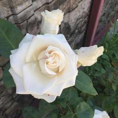 Гостевой дом Черное шале, Лоо, Краснодарский край