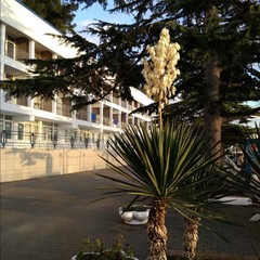 Пансионат COOCOOROOZA, Сочи, Краснодарский край