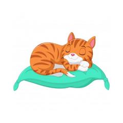 Хостел Красный кот, Сочи, Краснодарский край