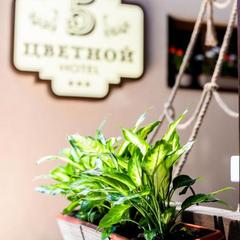 Отель Цветной 5, Сочи, Краснодарский край