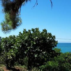 Гостевой дом Райский уголок, Нижнее Учдере, Краснодарский край