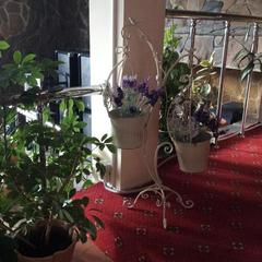 Отель MozArt Inn, Сочи, Краснодарский край