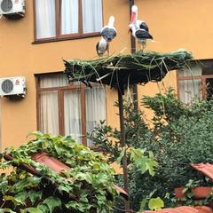 Гостевой дом На Черноморской, Сочи, Краснодарский край