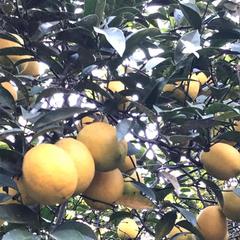 Гостевой дом На Черноморской, Сочи, Краснодарский край