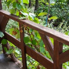 База отдыха Сосновый Бор в Чемитоквадже, Чемитоквадже, Краснодарский край