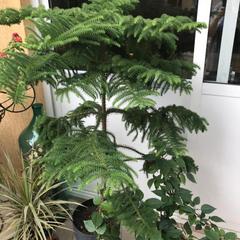 Гостевой дом На Черноморской, Сочи, Краснодарский край