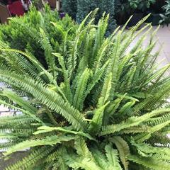 Гостевой дом На Черноморской, Сочи, Краснодарский край