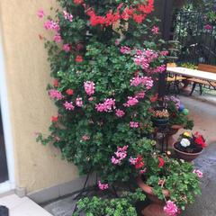 Гостевой дом На Черноморской, Сочи, Краснодарский край