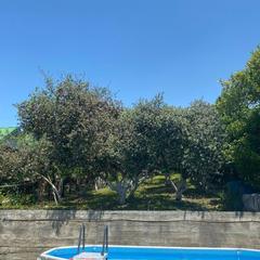 Гостевой дом Улица Декабристов 183 Дежавю, Сочи, Краснодарский край