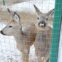 База отдыха Лазурит, Средняя Ахтуба, Волгоградская область