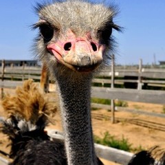 База отдыха Ступинская, Ступино, Московская область