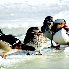 База отдыха Ступинская, Ступино, Московская область