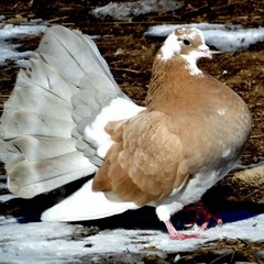 База отдыха Ступинская, Ступино, Московская область