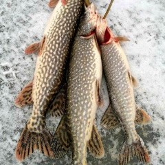 База отдыха Ступинская, Ступино, Московская область