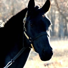 База отдыха Ступинская, Ступино, Московская область