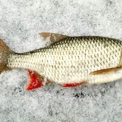 База отдыха Ступинская, Ступино, Московская область