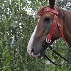 База отдыха Ступинская, Ступино, Московская область
