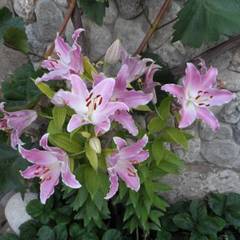 Отель Лоза, Судак, Крым