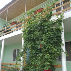 Гостевой дом Оазис, Судак, Крым