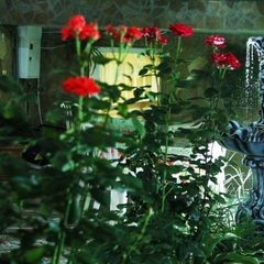 Гостиница ALBINA, Судак, Крым