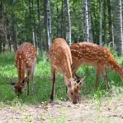 Усадьба Оленья Ферма Судимиръ, Судимирка, Тверская область
