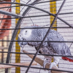 Гостиница White Lion, Судак, Крым