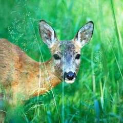 Усадьба Оленья Ферма Судимиръ, Судимирка, Тверская область