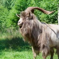 Усадьба Оленья Ферма Судимиръ, Судимирка, Тверская область