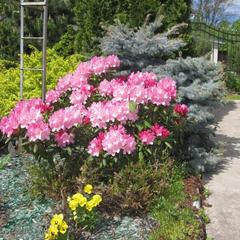Гостевой дом Волшебный сад, Суздаль, Владимирская область