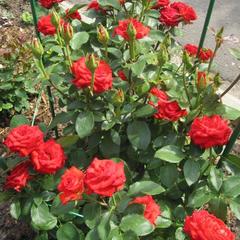 Гостевой дом Волшебный сад, Суздаль, Владимирская область