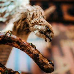 Гостиница Сокол, Суздаль, Владимирская область