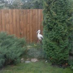 Вилла Васильевский дворик, Суздаль, Владимирская область