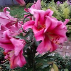 Гостевой дом У Каменки, Суздаль, Владимирская область