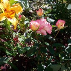 Гостевой дом У Каменки, Суздаль, Владимирская область