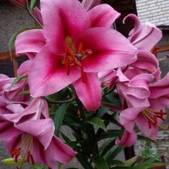 Гостевой дом У Каменки, Суздаль, Владимирская область