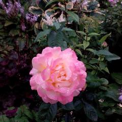 Гостевой дом У Каменки, Суздаль, Владимирская область