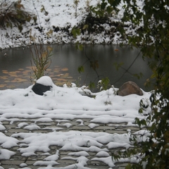 Гостевой дом Трактир у Прокопа, Суздаль, Владимирская область